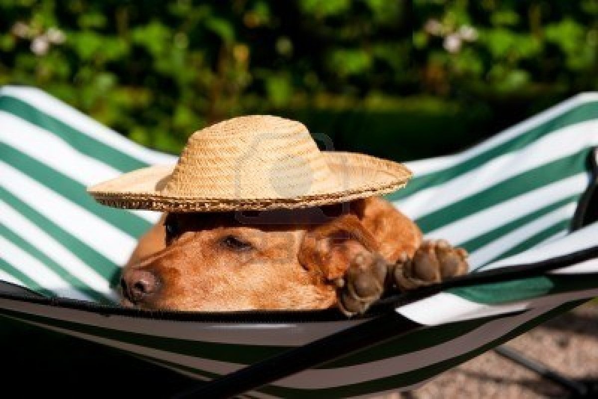 hond in hangmat met hoed