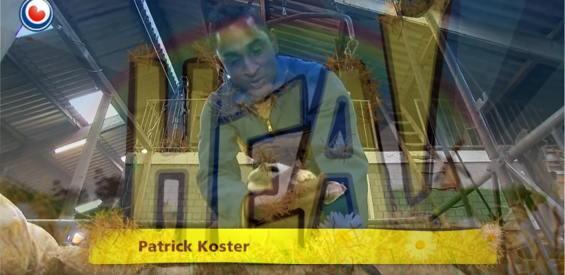 hea schaapscheerder patrick koster