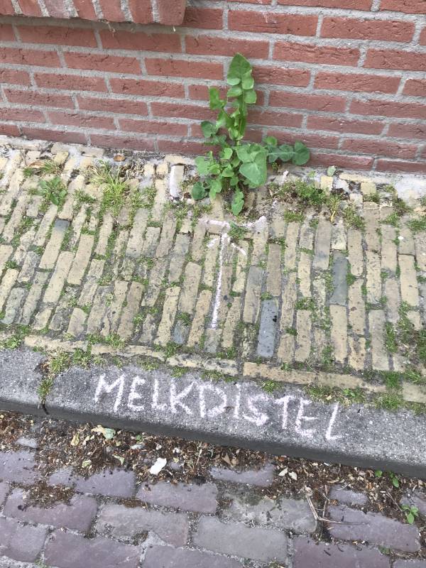 stoepkrijten melkdistel